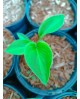 Hosta 'Little Sunspot' - Funkia