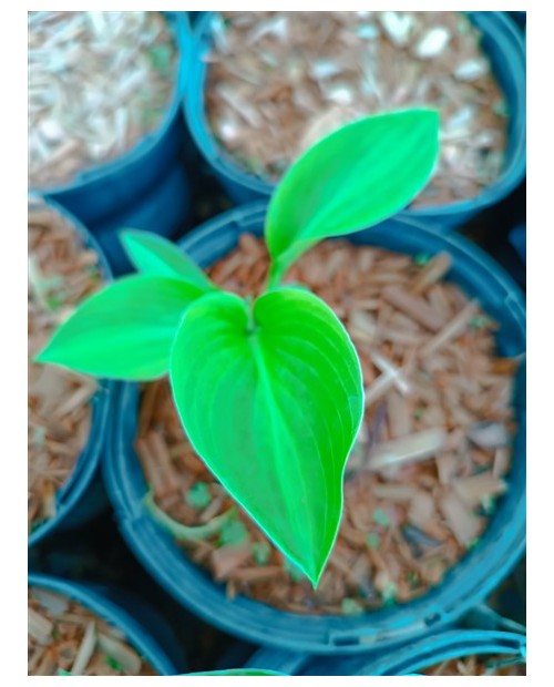 Hosta 'Little Sunspot' - Funkia