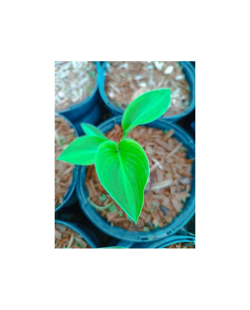 Hosta 'Little Sunspot' - Funkia