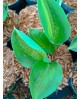 Hosta 'Little Sunspot' - Funkia