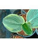 Hosta 'Robert Frost' - Funkia