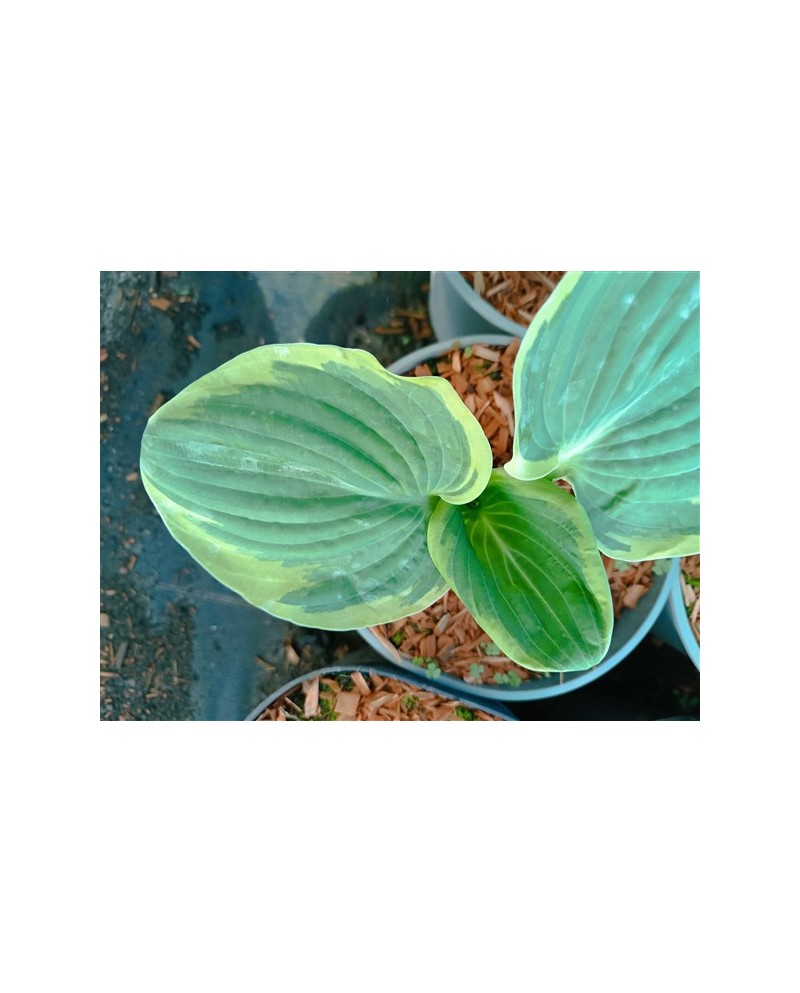 Hosta 'Robert Frost' - Funkia