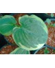 Hosta 'Robert Frost' - Funkia