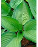 Hosta 'Paradigm' - Funkia