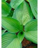 Hosta 'Paradigm' - Funkia