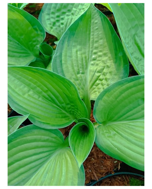 Hosta 'Paradigm' - Funkia
