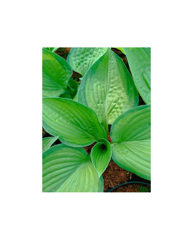 Hosta 'Paradigm' - Funkia