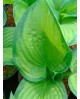 Hosta 'Paradigm' - Funkia