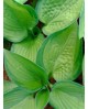 Hosta 'Paradigm' - Funkia
