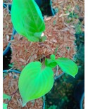 Hosta 'Lemon Snap' - Funkia