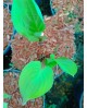 Hosta 'Lemon Snap' - Funkia