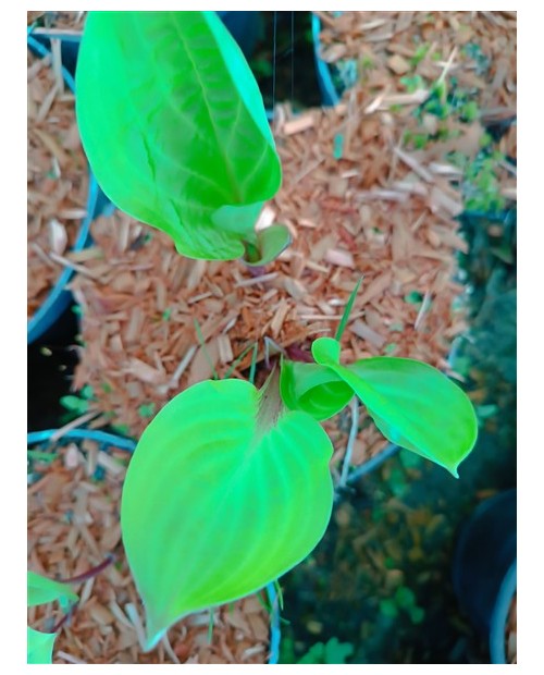Hosta 'Lemon Snap' - Funkia