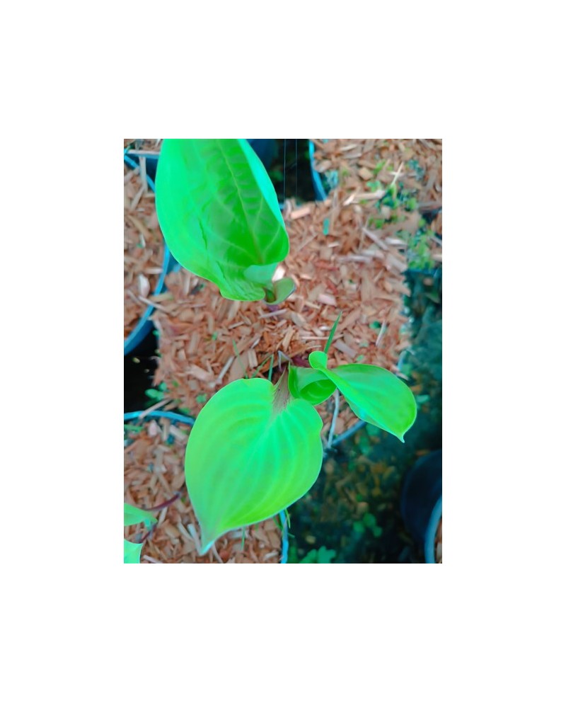 Hosta 'Lemon Snap' - Funkia