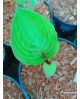 Hosta 'Lemon Snap' - Funkia