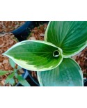 Hosta 'Barbara Ann' - Funkia