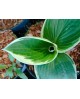 Hosta 'Barbara Ann' - Funkia