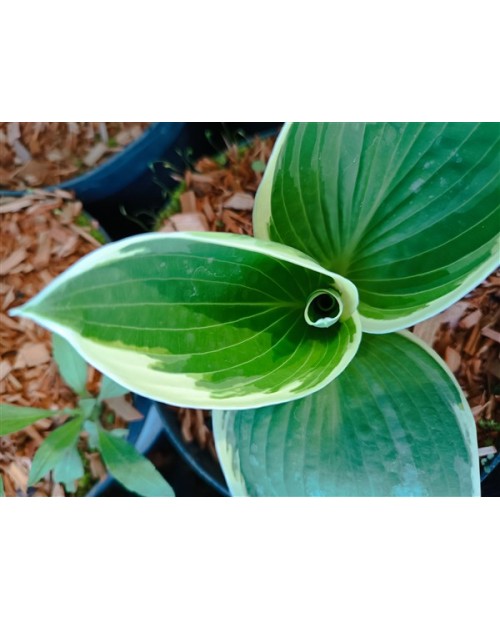 Hosta 'Barbara Ann' - Funkia
