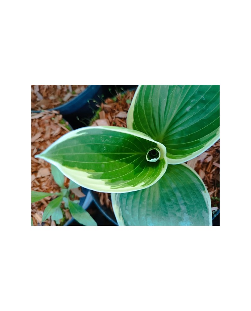 Hosta 'Barbara Ann' - Funkia