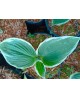 Hosta 'Barbara Ann' - Funkia