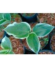Hosta 'Barbara Ann' - Funkia