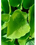 Hosta 'Empress Wu' - Funkia