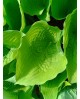 Hosta 'Empress Wu' - Funkia