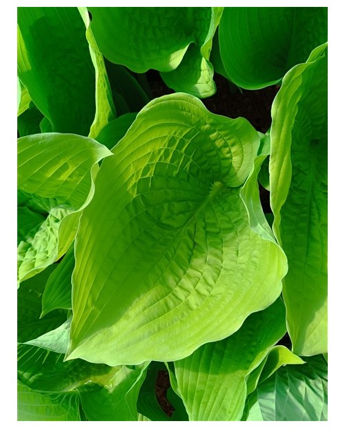 Hosta 'Empress Wu' - Funkia