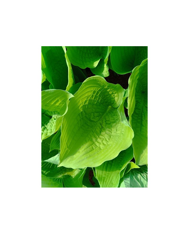 Hosta 'Empress Wu' - Funkia