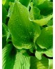 Hosta 'Empress Wu' - Funkia
