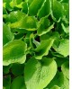 Hosta 'Empress Wu' - Funkia