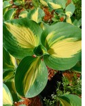 Hosta 'Dream Weaver' - Funkia