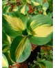Hosta 'Dream Weaver' - Funkia