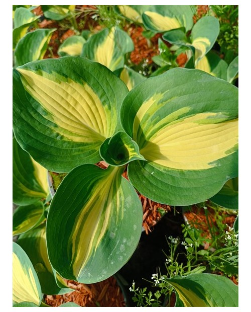 Hosta 'Dream Weaver' - Funkia