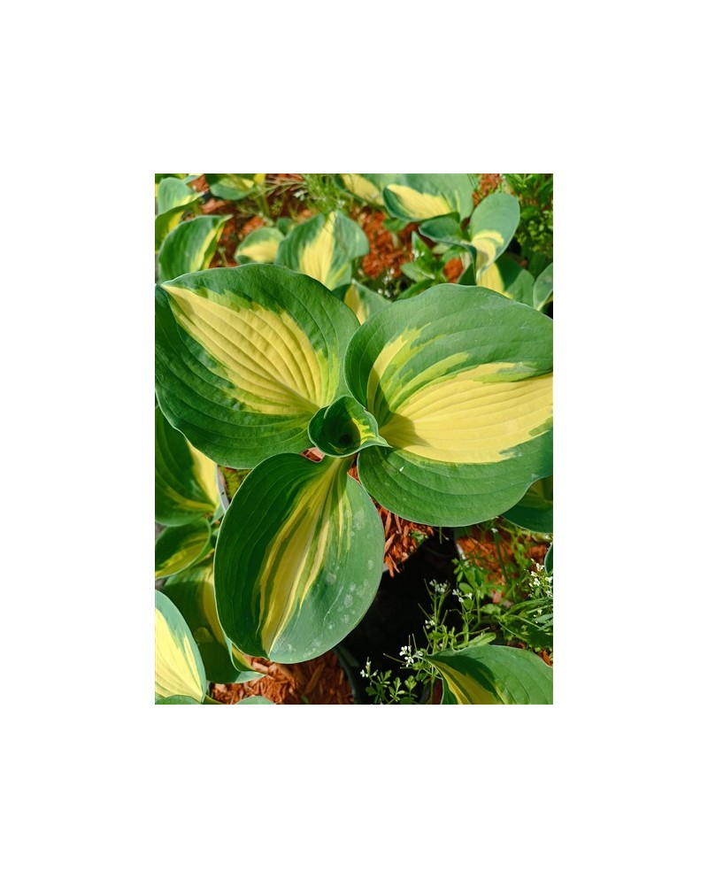 Hosta 'Dream Weaver' - Funkia