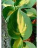 Hosta 'Dream Weaver' - Funkia