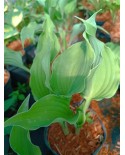 Hosta 'Restless Sea' - Funkia