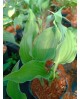 Hosta 'Restless Sea' - Funkia