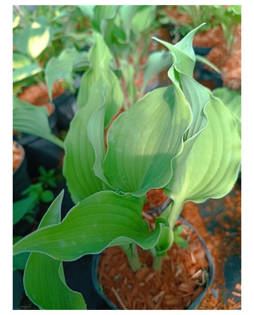 Hosta 'Restless Sea' - Funkia