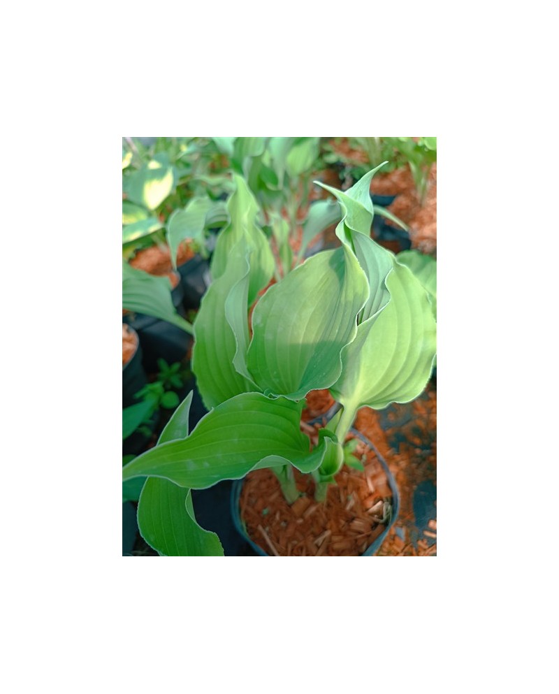 Hosta 'Restless Sea' - Funkia
