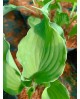 Hosta 'Restless Sea' - Funkia