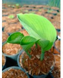 Hosta 'Sara's Sensation' - Funkia