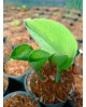 Hosta 'Sara's Sensation' - Funkia