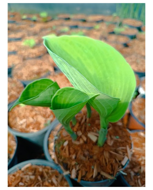 Hosta 'Sara's Sensation' - Funkia