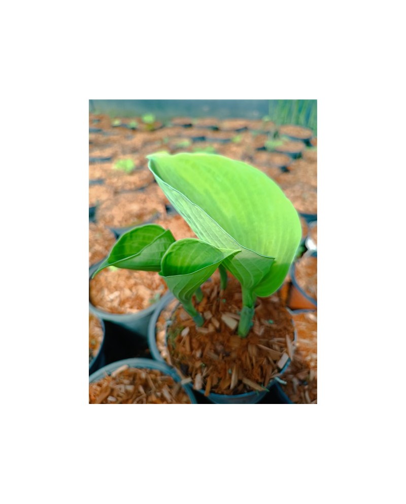 Hosta 'Sara's Sensation' - Funkia
