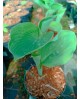 Hosta 'Sara's Sensation' - Funkia