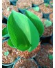 Hosta 'Sara's Sensation' - Funkia