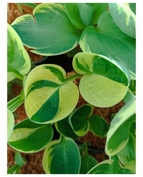 Hosta 'Tea and Crumpets' - Funkia