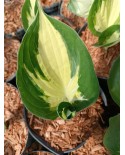 Hosta 'Eternal Flame' - Funkia