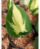 Hosta 'Eternal Flame' - Funkia