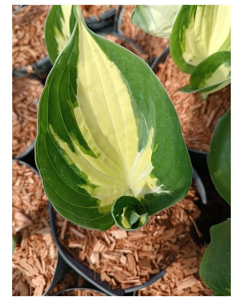 Hosta 'Eternal Flame' - Funkia